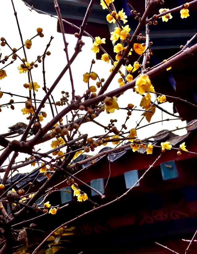 沧园的蜡梅（图3）