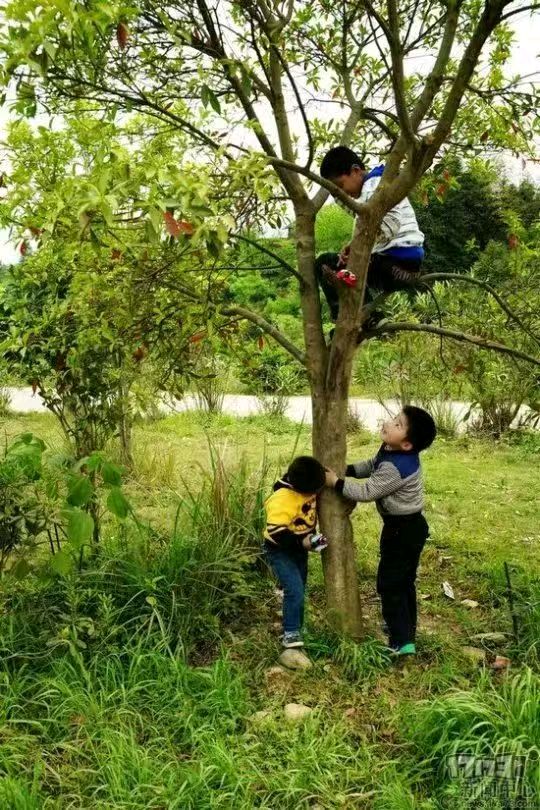 【荣耀中国】深圳分社*西江月·纪念周总理逝世五十周年作者/吴印顺（江西）（图3）