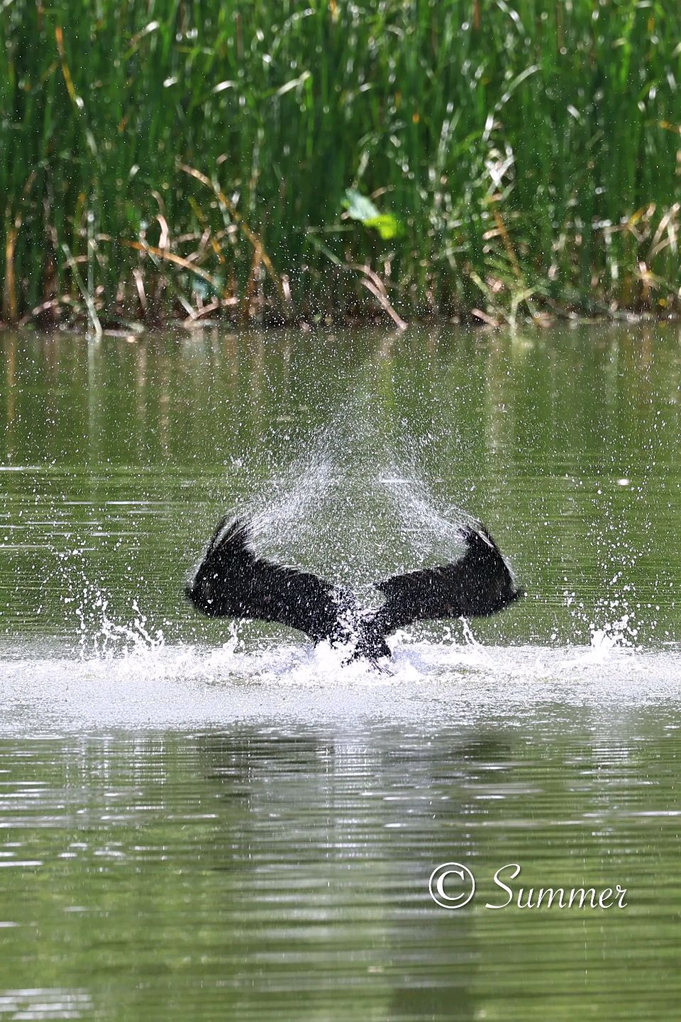 量子诗歌·文同文化社“名篇·名家·名评”系列之蓝色城堡(橡皮)老师的现代诗《黄昏，树上一只鸬鹚》（图35）