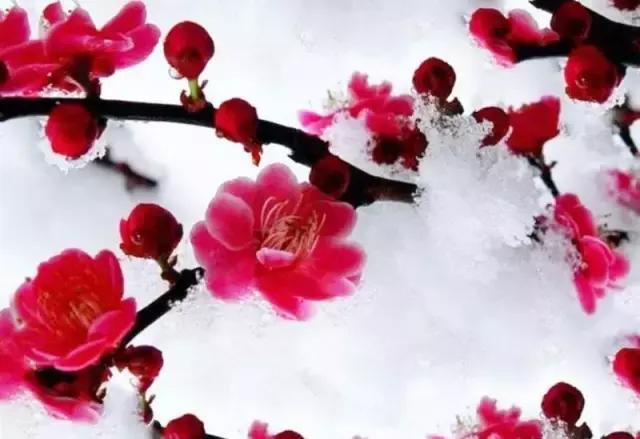【新山东文学社】《梅魂雪影》作者/张君 主播/雨花石(图3)
