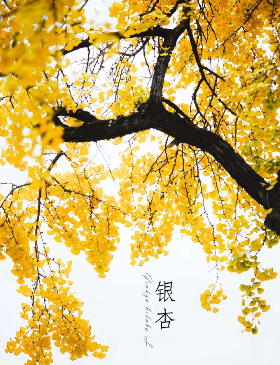 【神州源流诗苑】第1456期优秀近体诗周刊