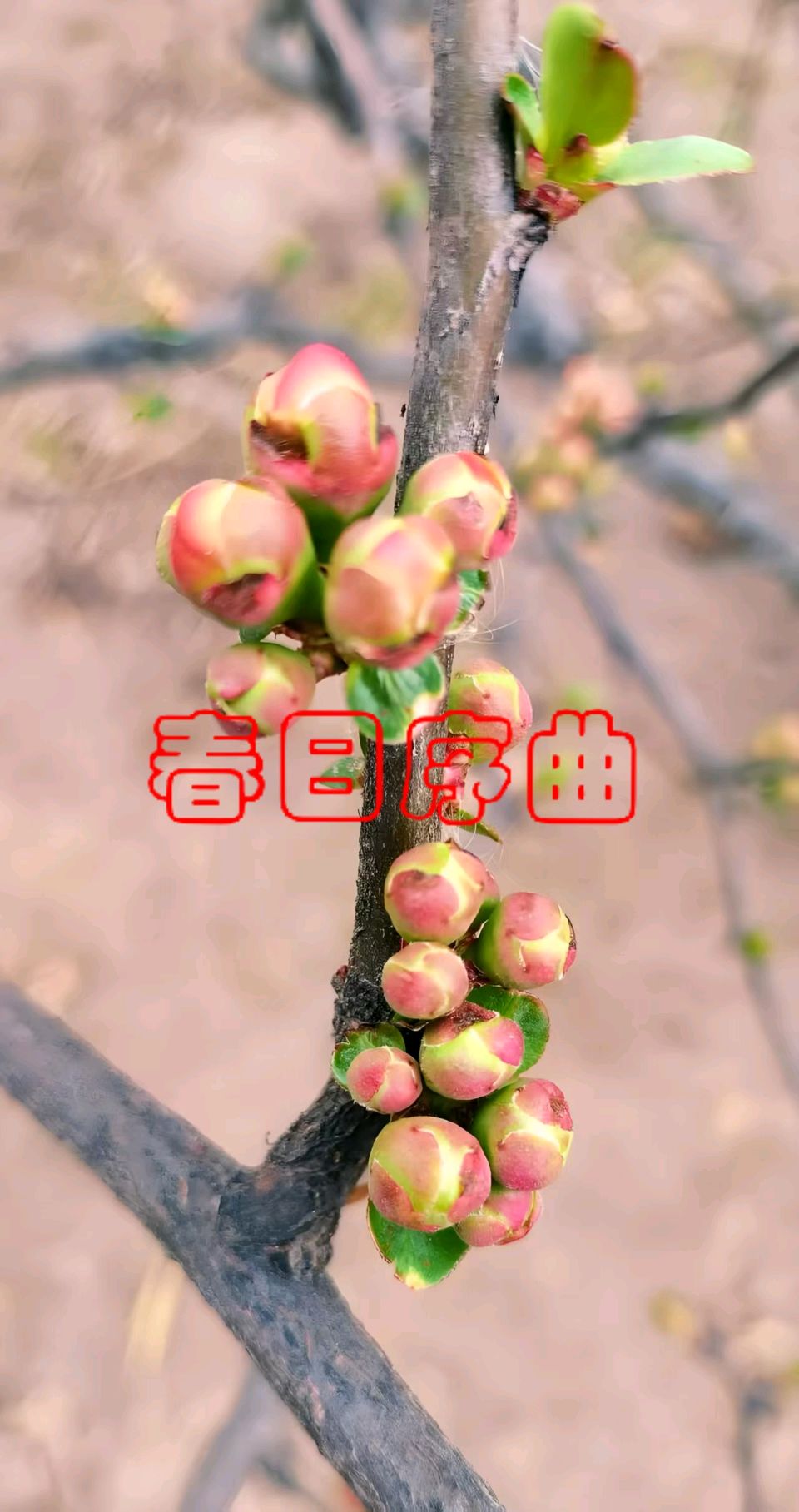 七律-腊月（外一首）李宣财（福建）（图19）