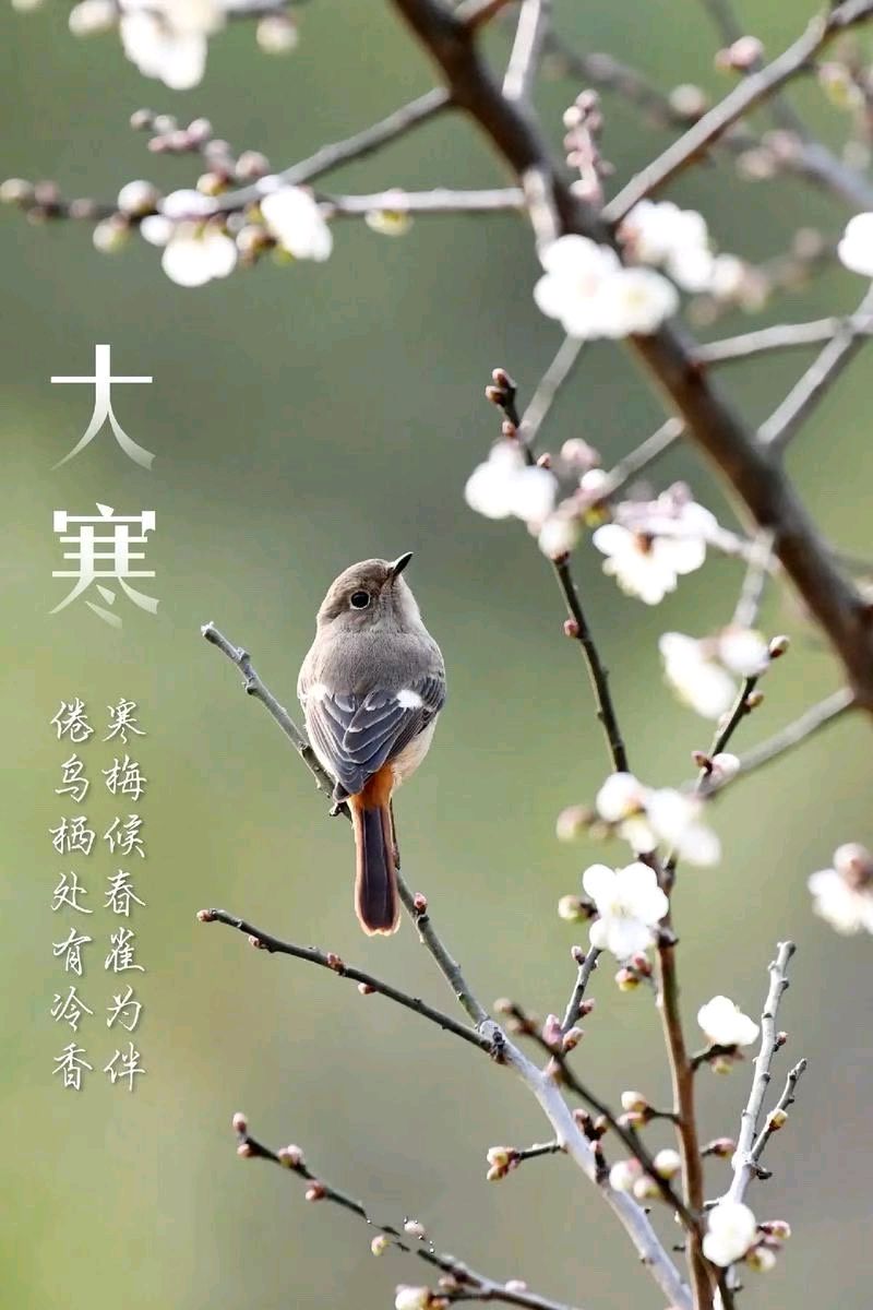 《九江文学社：北京头条》乙巳大寒专刊（图13）