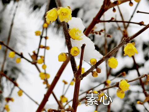 【神都诗社】第147期《腊梅》（图7）
