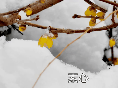 【神都诗社】第147期《腊梅》（图8）