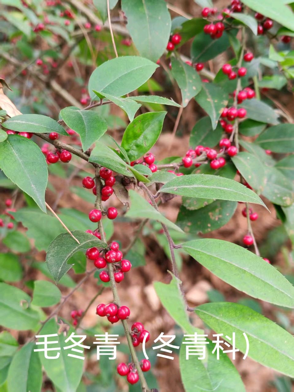 李广昌:毛冬青（图2）