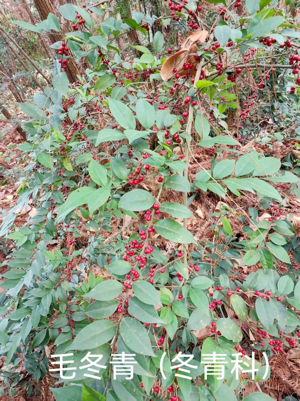 李广昌:毛冬青