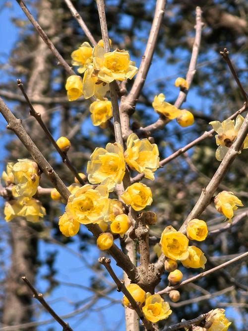 “梅”好时节（图8）