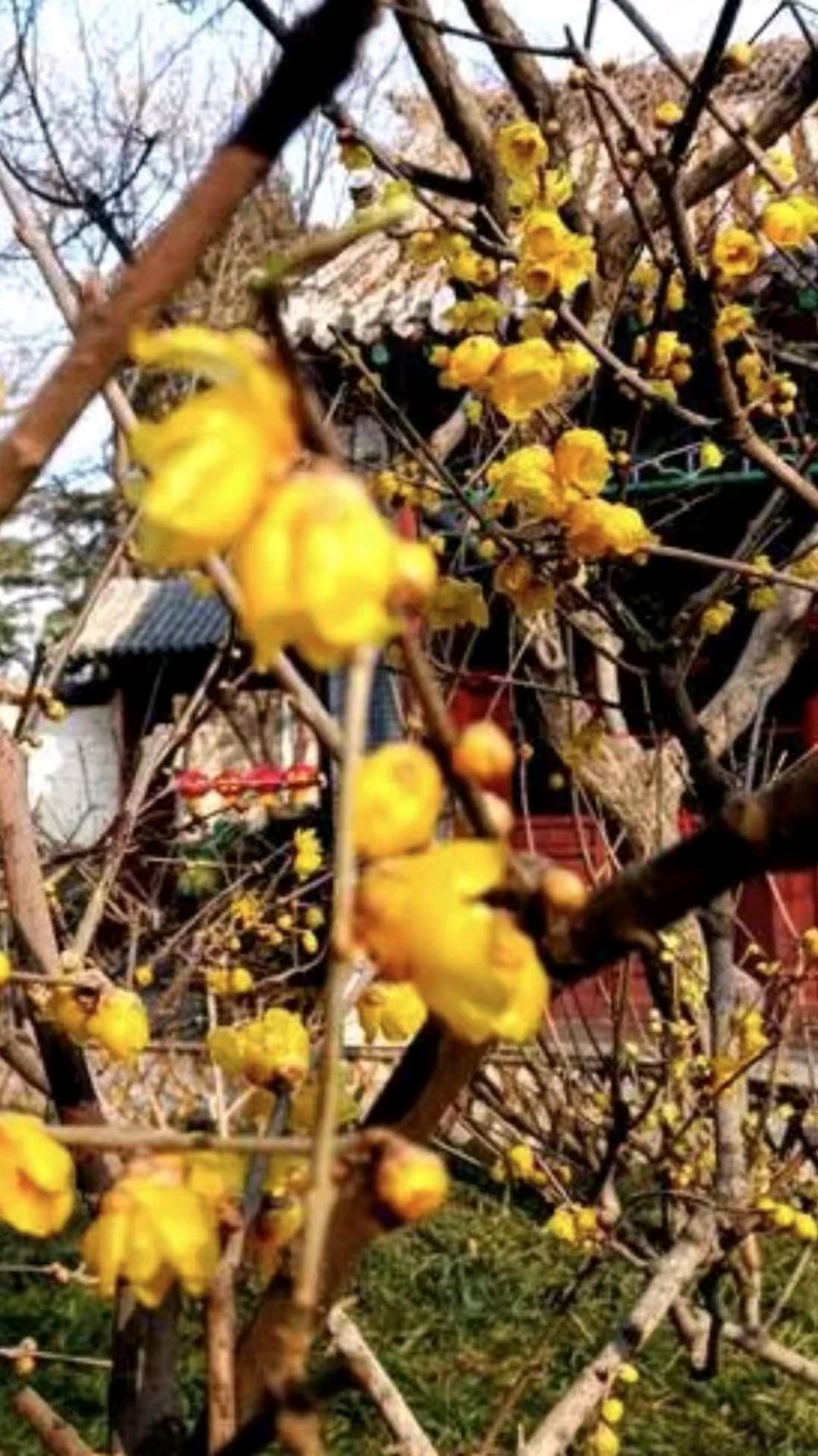 “梅”好时节（图4）