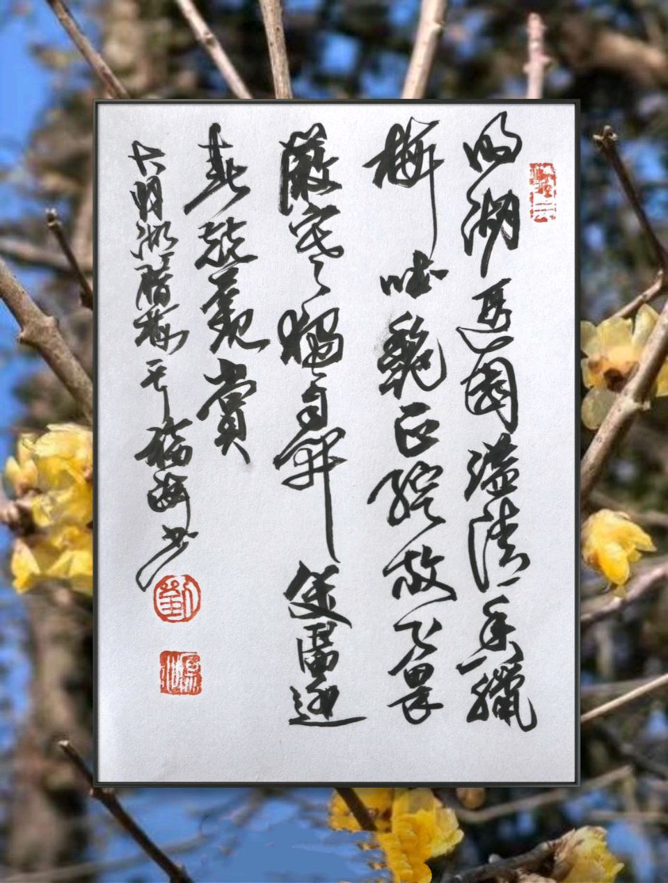 “梅”好时节