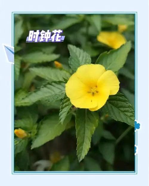 【荣耀中国】深圳分社*七绝.咏时钟花作者/戴建中（图4）
