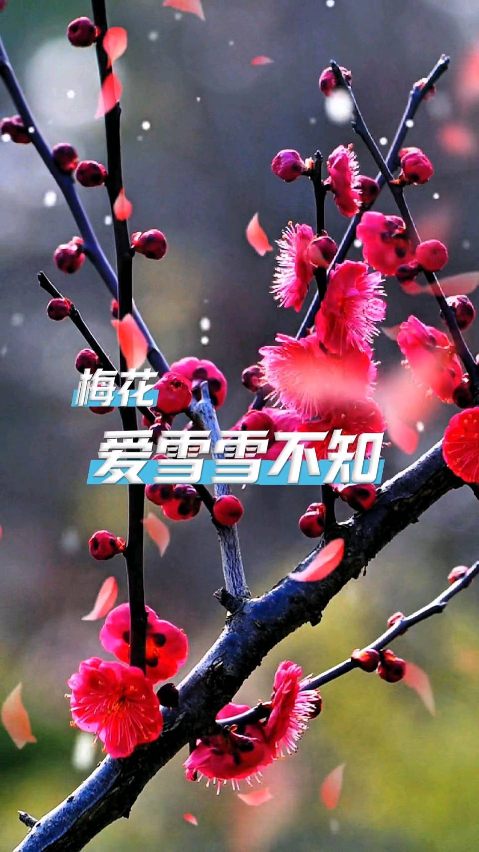 七绝-梅雪恋（外一首）高哲林（河北）（图19）