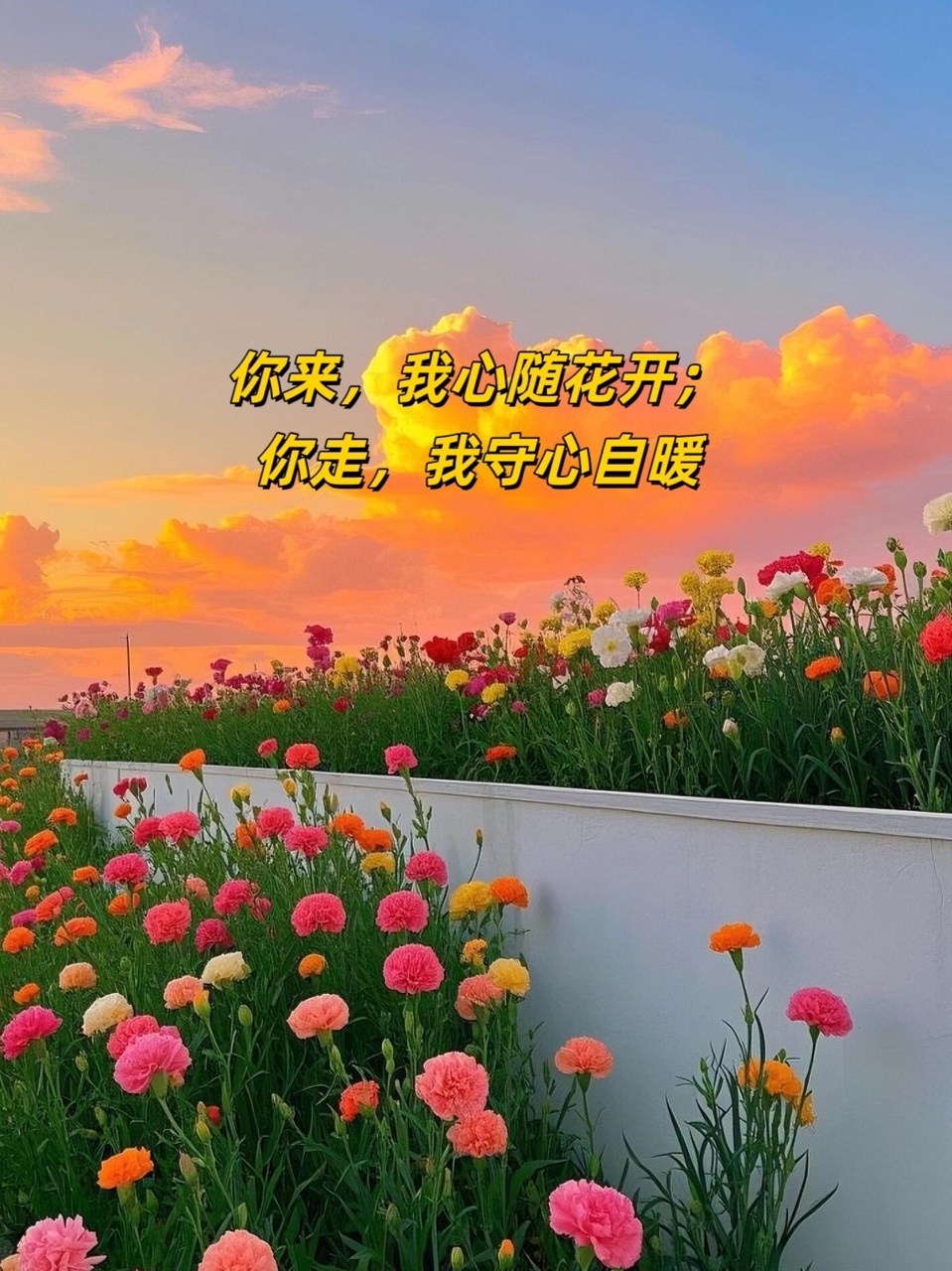 海外头条：《有一朵花开在了天涯》作者||陈树三（图5）