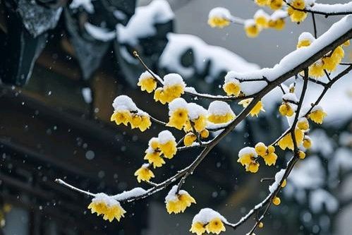 ‘聆听’先生阶段诗词随笔选编:《腊月残寒》《大寒》《腊八节感吟》《网购》《扫舍怡情》《空巢老人》《贤妻生辰有赠》《跟腊八会》《电梯吟》《同窗情》●文/聆听陕西