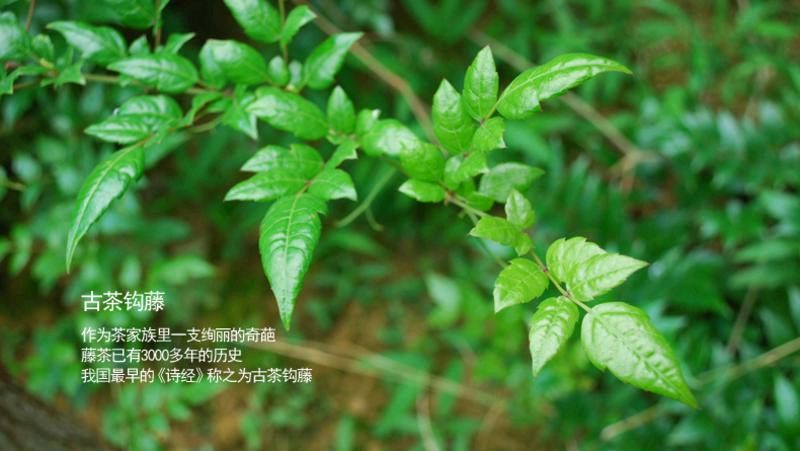 【都市头条向幸福出发编辑部】第14919期 恩施藤茶 文 如月 主播 秋歌（图5）