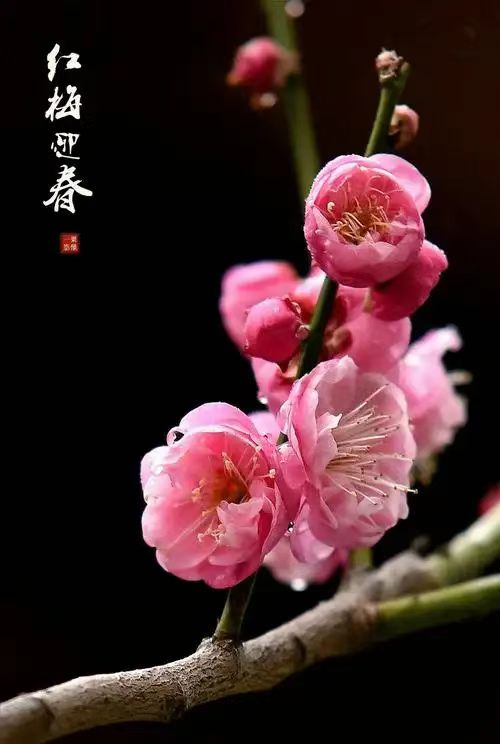 《九江文学社：北京头条》丙午立春专刊（图4）