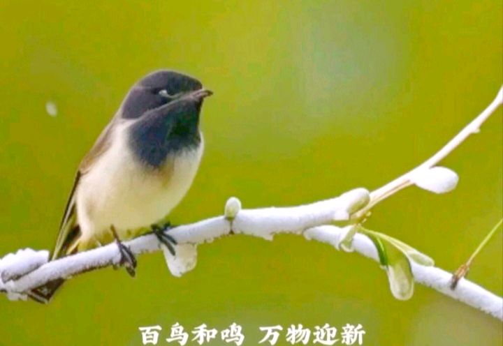 春的序曲 文/蔡凤武（图2）