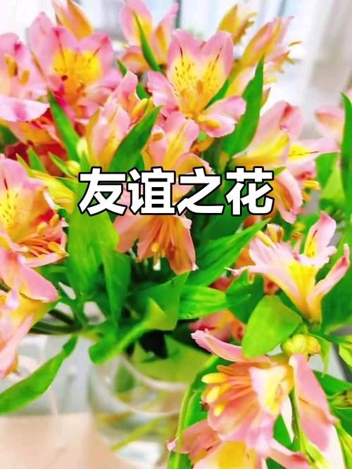 遇知音 作者 主播/吴宝书 网名宝儿（图4）