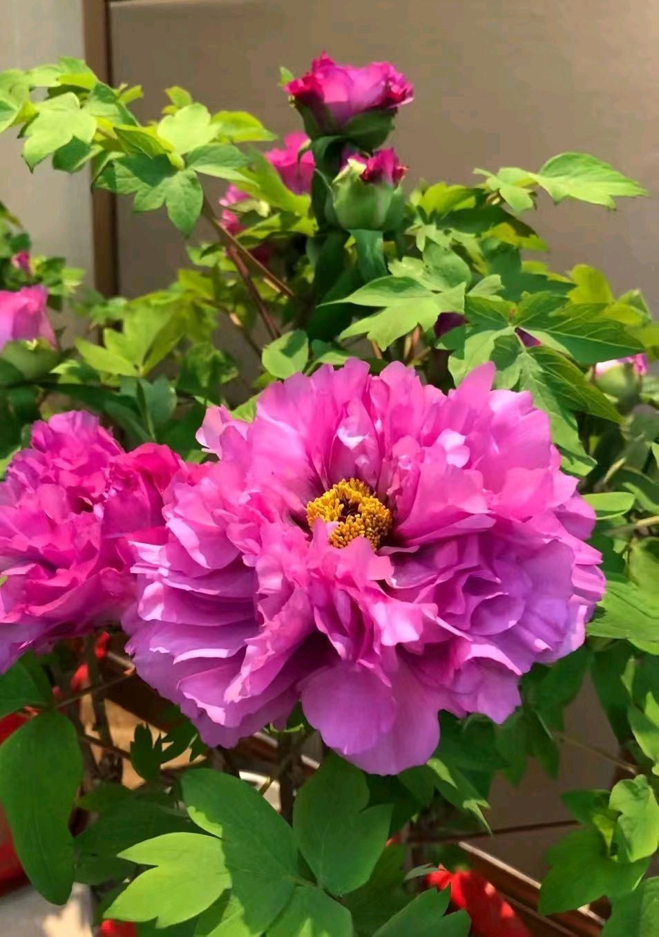 花开喜迎春[庆祝]（图5）