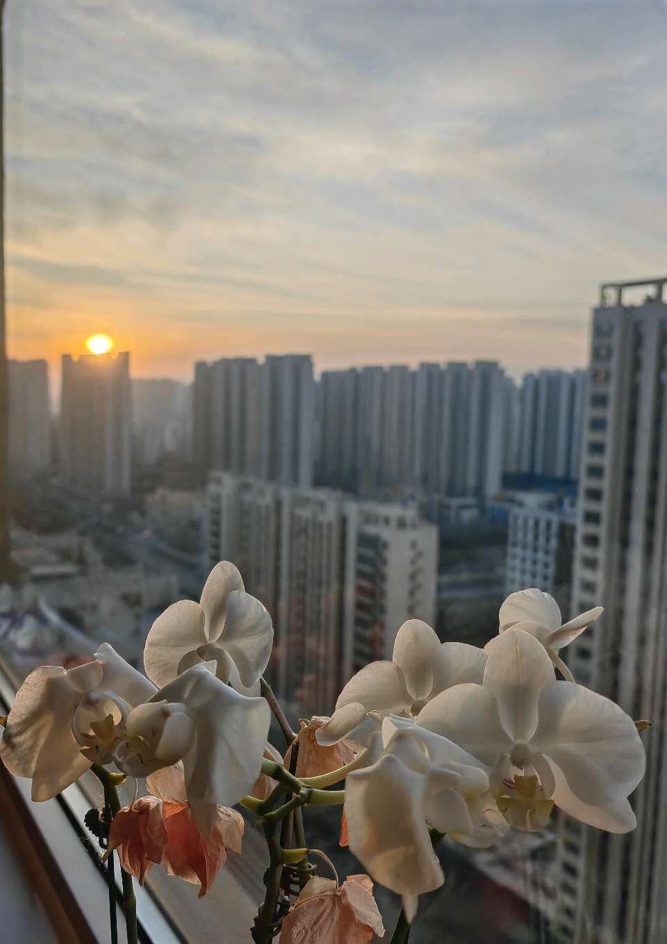 新春寄语[庆祝]（图4）