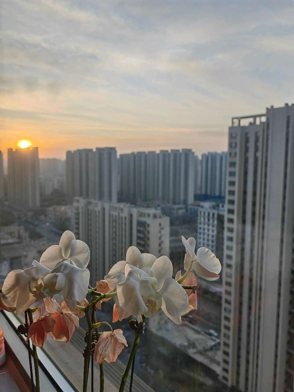 新春寄语[庆祝]（图3）