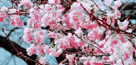 王培森:赏梅吟诗过春节十首[平水韵]【2026第116期】（图3）