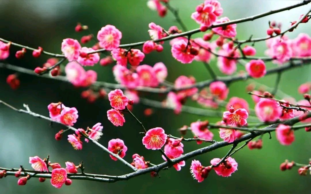 王培森:赏梅吟诗过春节十首[平水韵]【2026第116期】（图4）