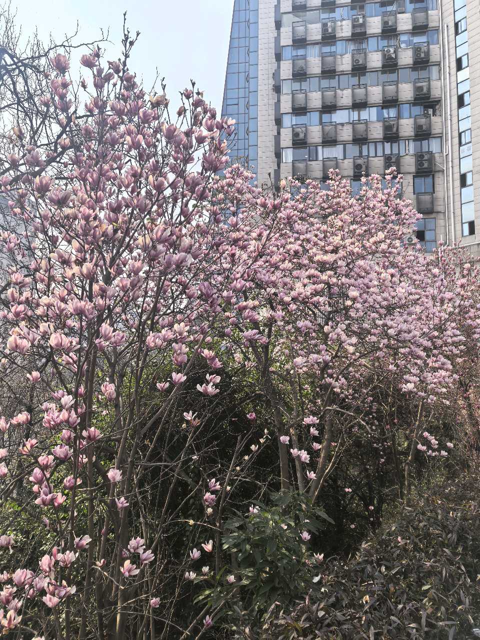 「散文」两路口崖头，玉兰花开醉春风（图2）