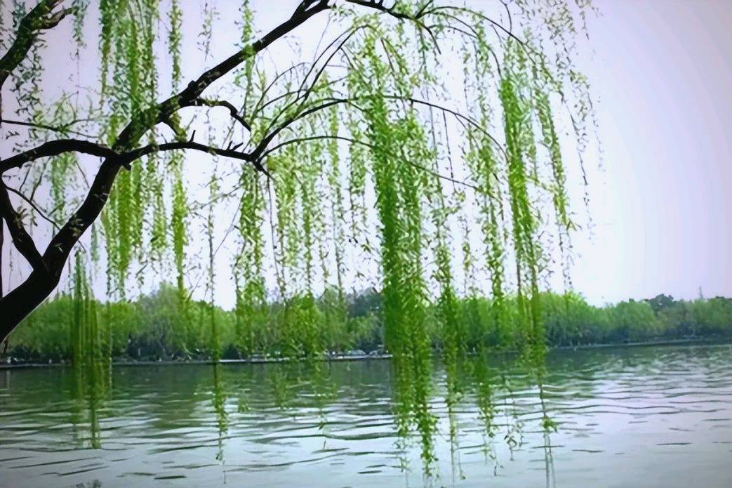 七绝-春梅（通韵/组合）于兴庆（陕西）（图19）