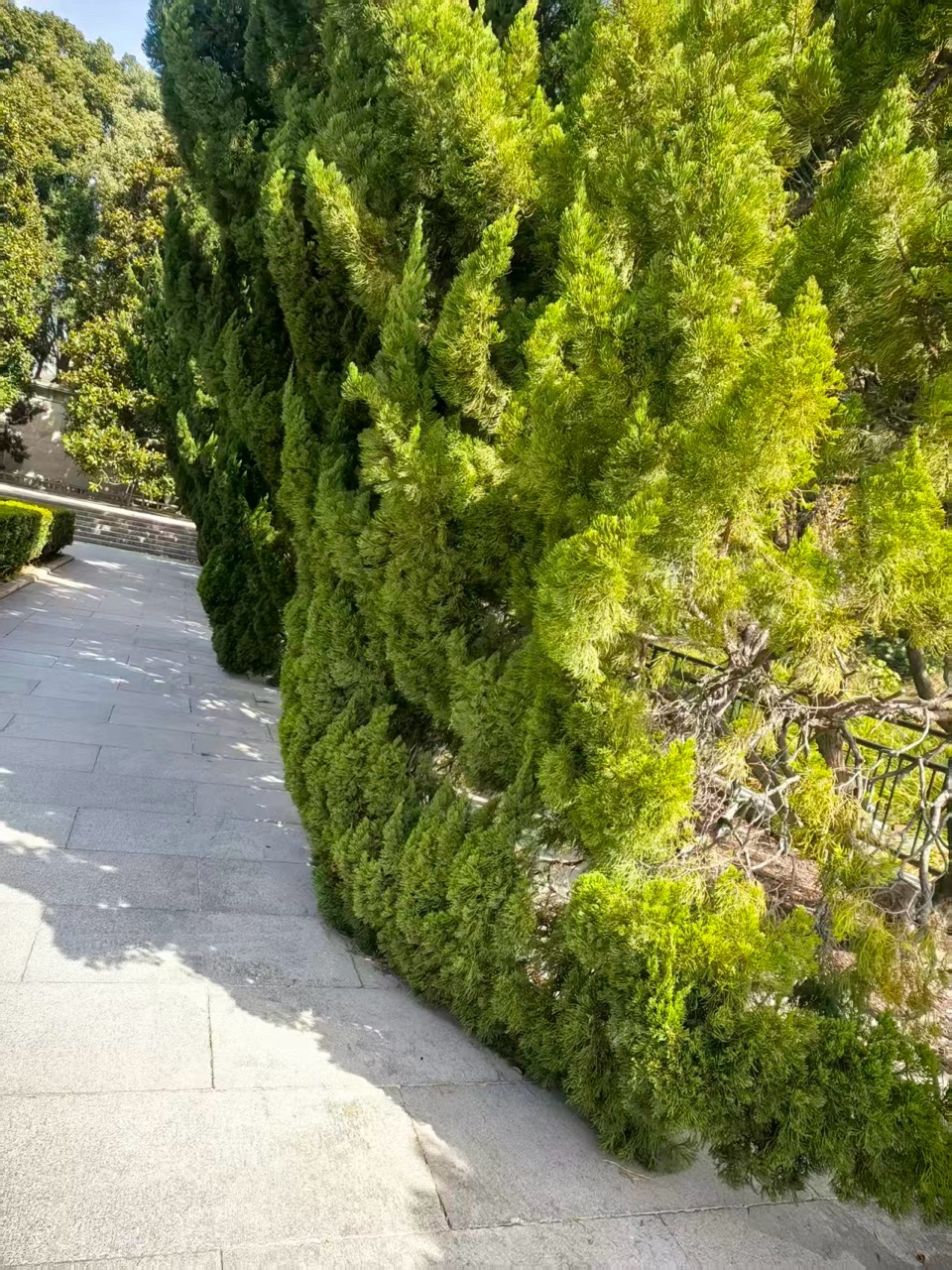 红梅诗歌文化传媒||《鲁迅墓园的情思》||作者：高增 朗诵：禾子（图7）