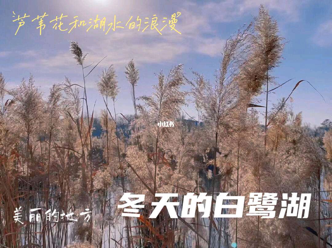 【中华作家】白鹭湖的冬天 文/张鸿志