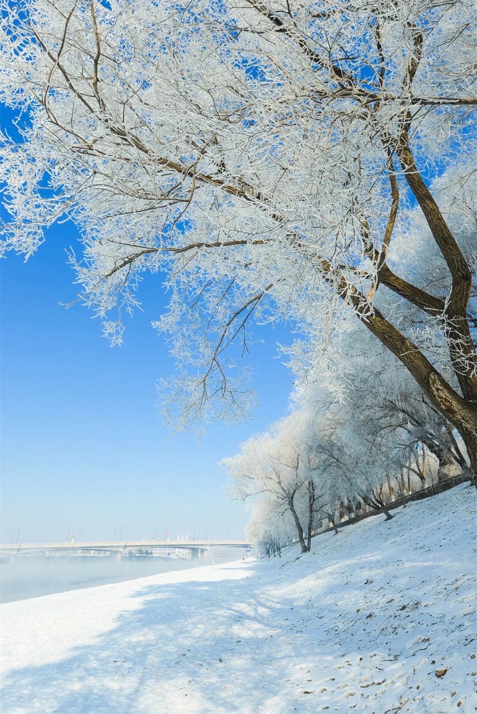 张庆业《元夕瑞雪，一场时光的温柔邂逅》诵读：语棠（图4）