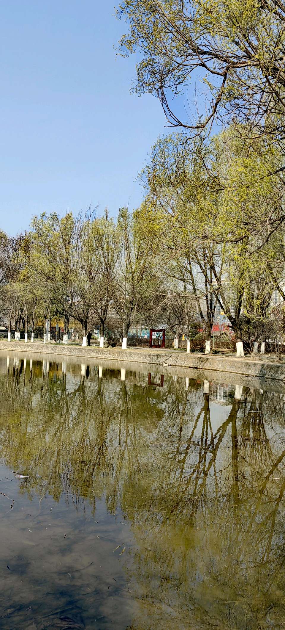 临江仙-春分巧遇龙抬头～紫色梦幻（河北）（图25）