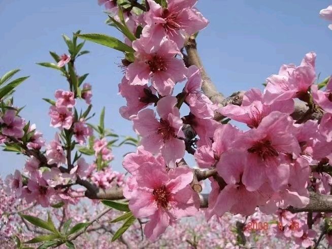 （原创）《七律 • 桃花吟》文/梁正明（重庆）
