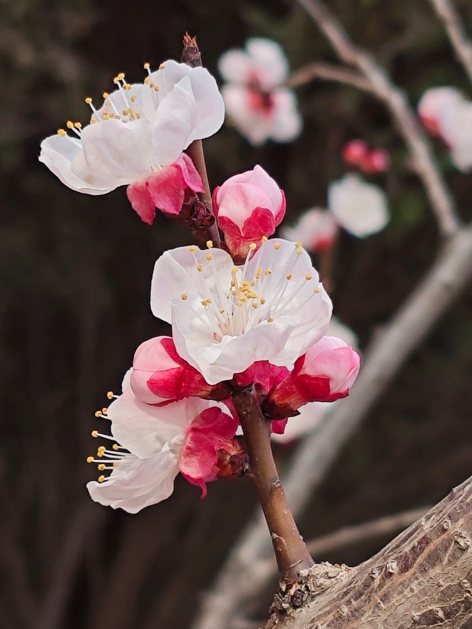 薛有毅《七律·杏花》诵读：阳光丽人（图3）