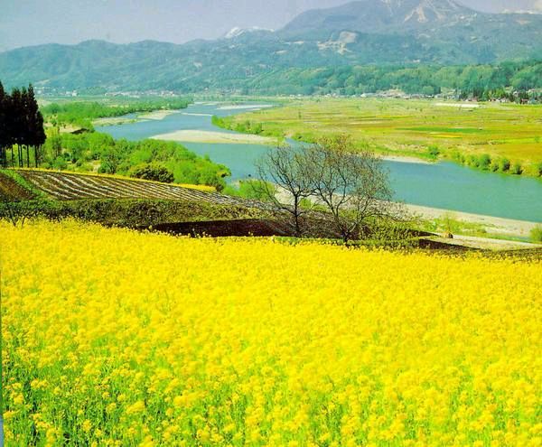 【荣耀中国】文学社*七律.看油菜花——谢树春（图4）