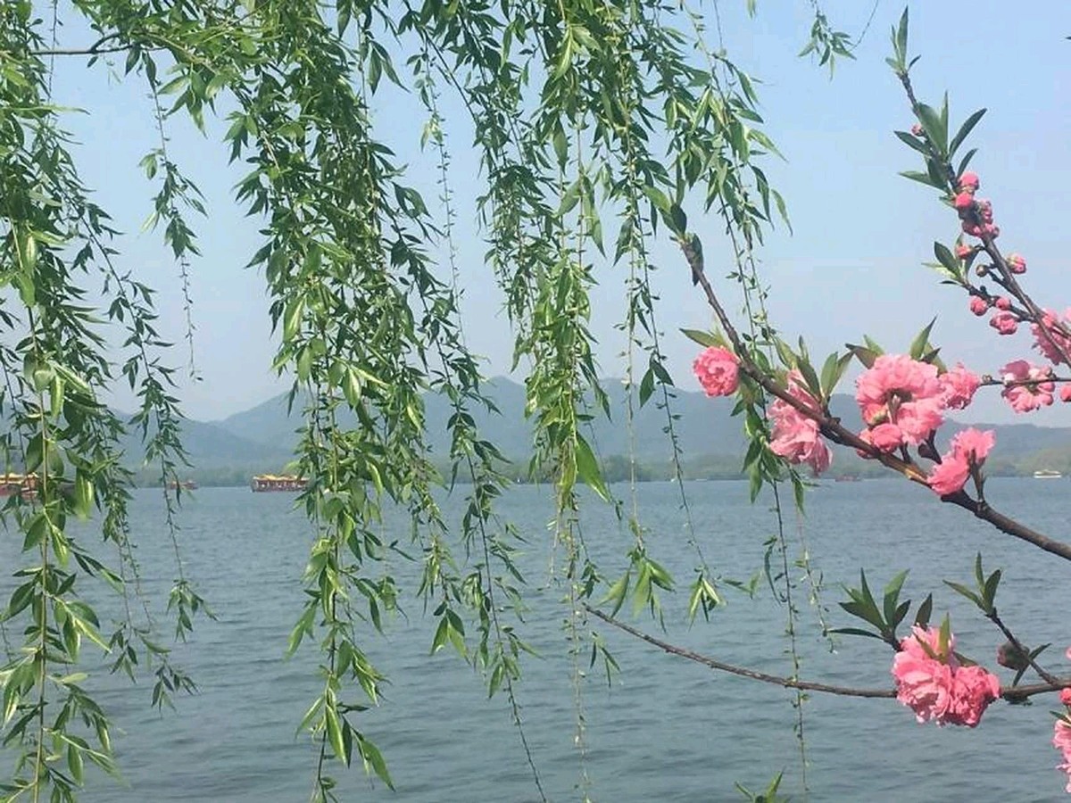 七律-丙午清明吟怀（外一首）柳洪（湖北）（图19）