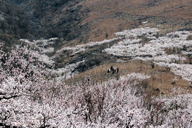 【签约作家】陈新沛‖《十里杏花似雪海》(图3)