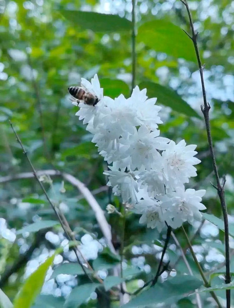 【翰林国粹诗社】诗人陈衍统个人专辑《三十五》咏百花专刊(实花系列八)（图15）