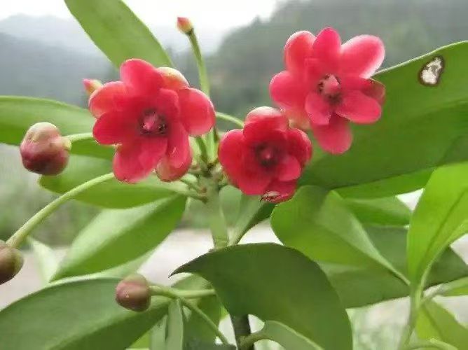 【翰林国粹诗社】诗人陈衍统个人专辑《三十五》咏百花专刊(实花系列八)（图27）