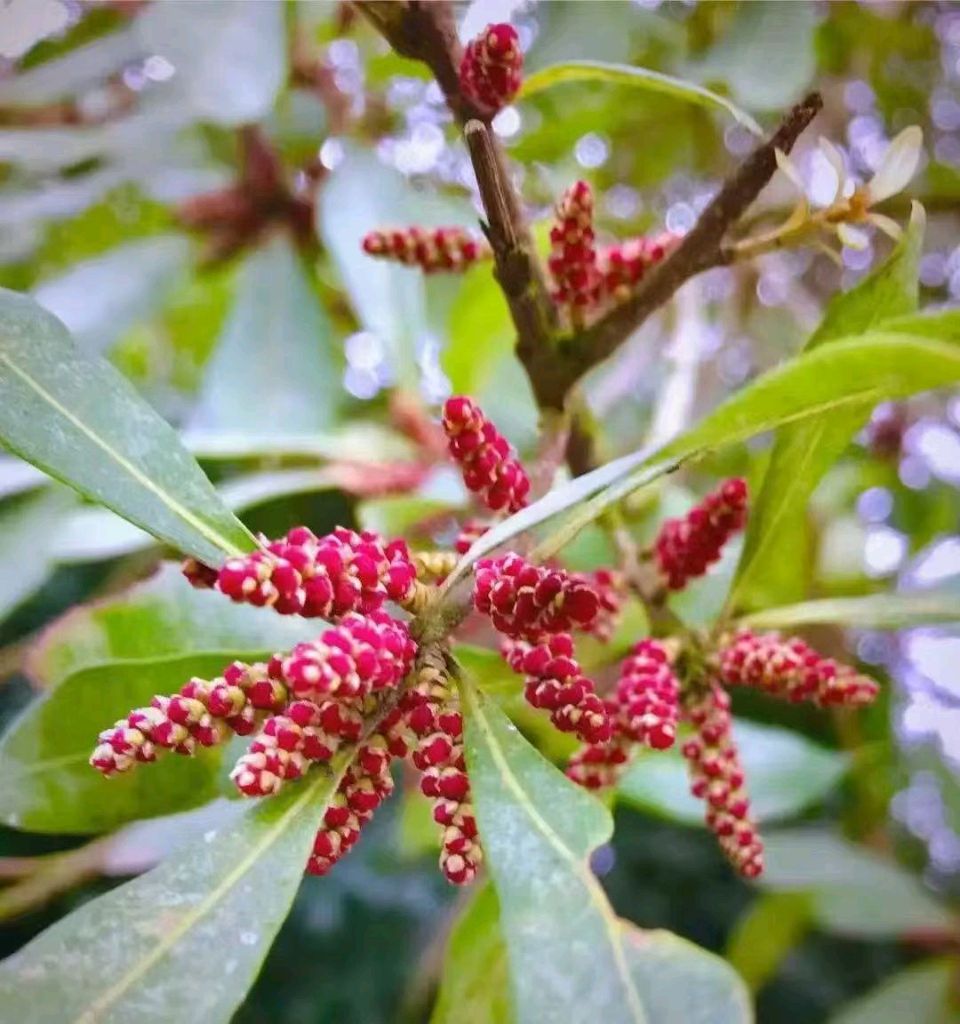 【翰林国粹诗社】诗人陈衍统个人专辑《三十五》咏百花专刊(实花系列八)（图24）