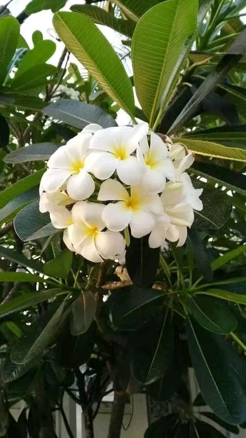 【翰林国粹诗社】诗人陈衍统个人专辑《三十五》咏百花专刊(实花系列八)（图32）