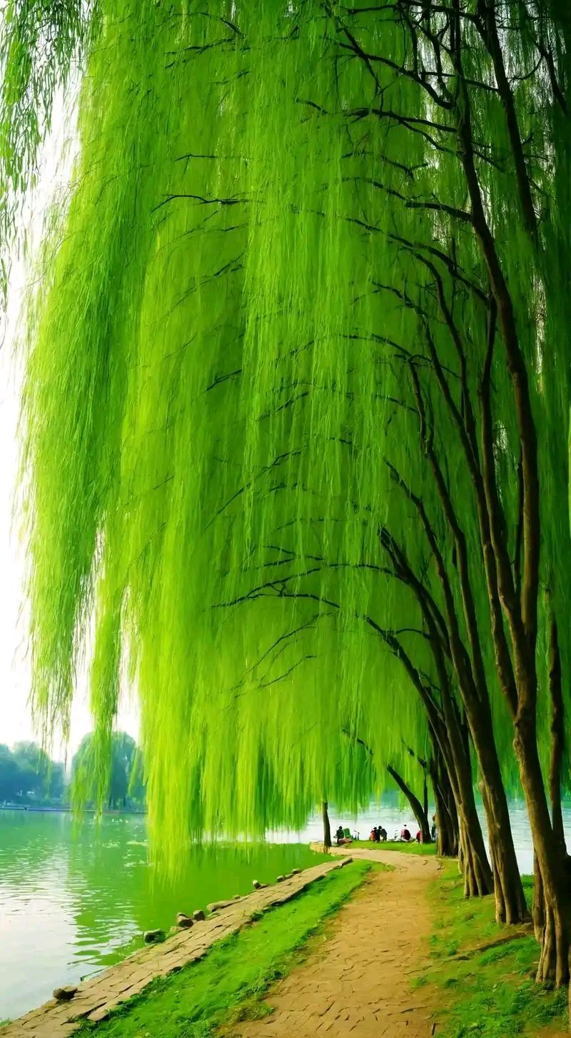 【神都诗社】龙门诗苑057期（嵌句：拂堤杨柳醉春烟）（图15）