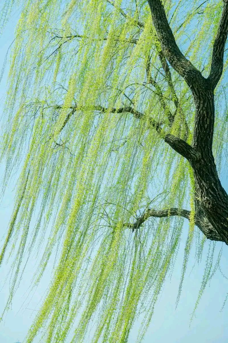 【神都诗社】龙门诗苑057期（嵌句：拂堤杨柳醉春烟）（图16）