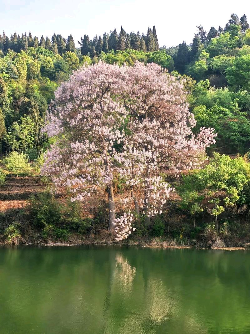 【神都诗社】第154期《暮春》（图6）