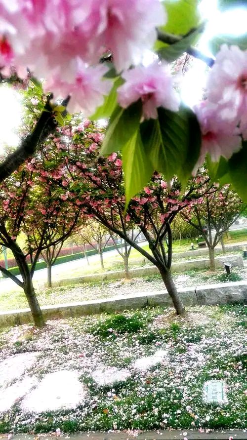 【神都诗社】第154期《暮春》（图12）