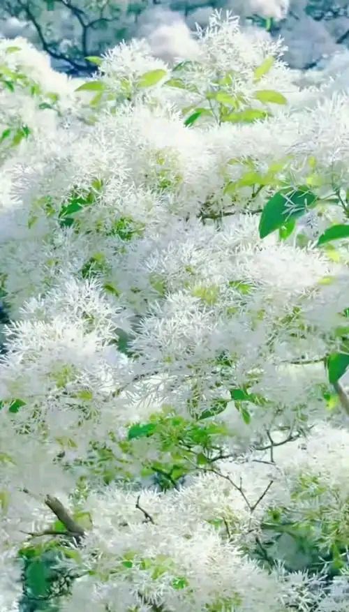 《七律 • 咏流苏花》作者/吴云钦