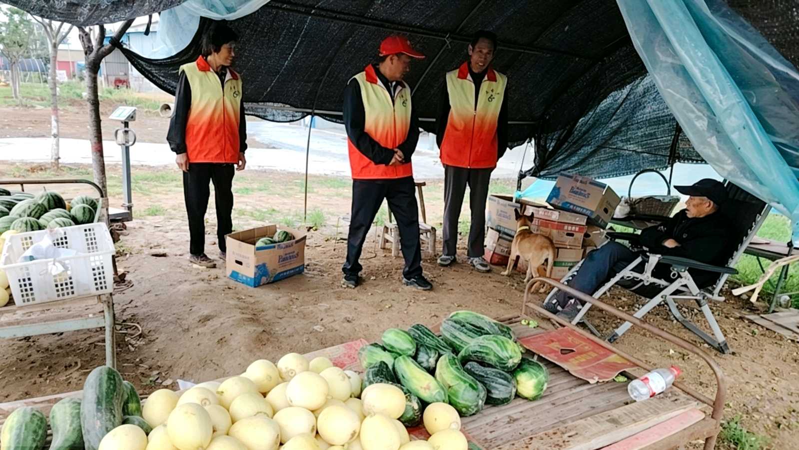 志愿走访下田间 真情服务暖瓜农