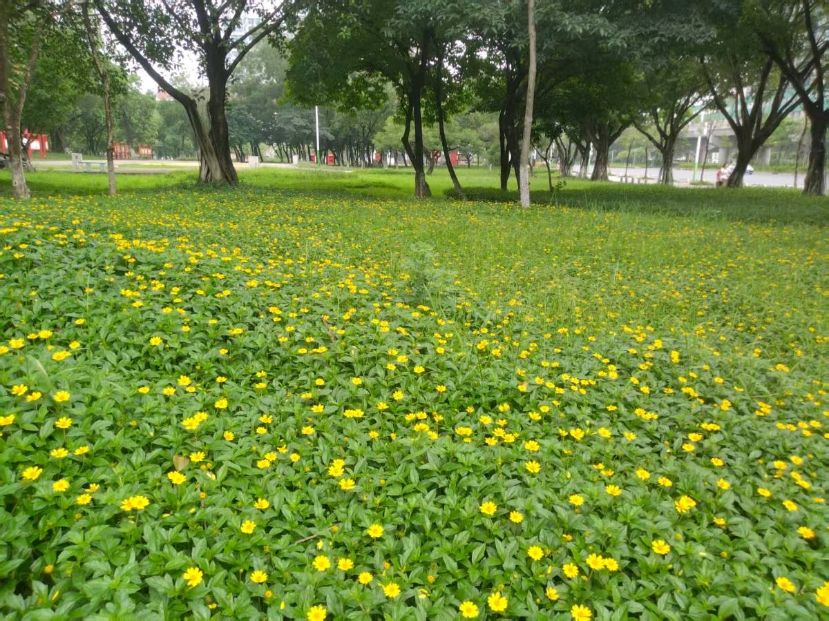 裴训《徜徉杨和广场》及评论（图4）