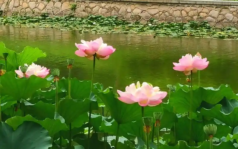 【北京头条】戴德兴诗歌专辑146期（图6）
